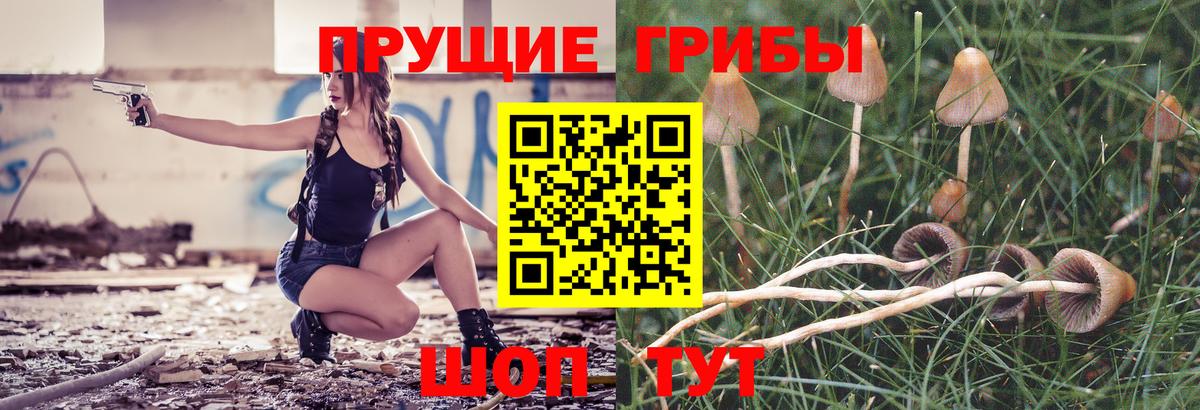 Псилоцибиновые грибы прущие грибы  Псилоцибиновые грибы прущие грибы  Кувандык  Вход с VPN 